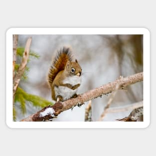 Red Squirrel Sticker